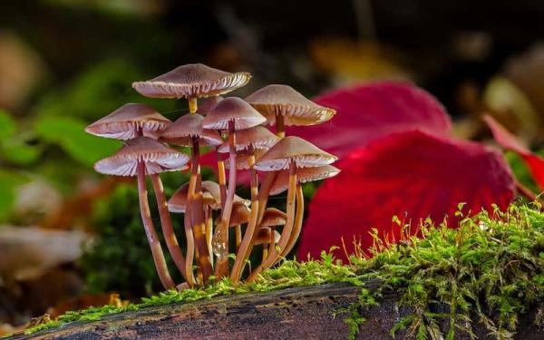 Les 5 règnes de la nature - Fungi Kingdom