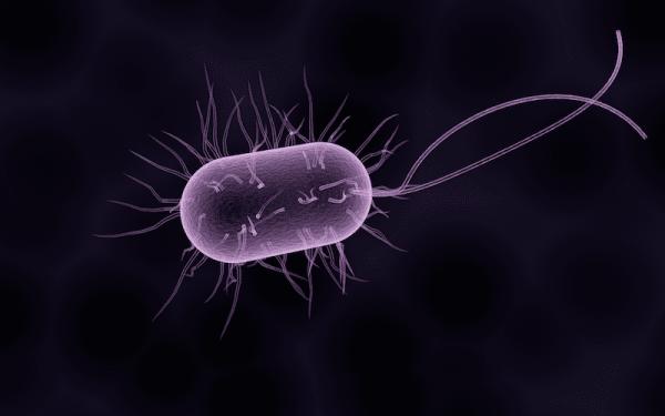Les 5 royaumes de la nature - Royaume Monera