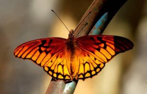 Les 5 royaumes de la nature