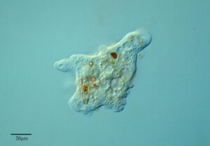 Kingdom Protista: caractéristiques et classification