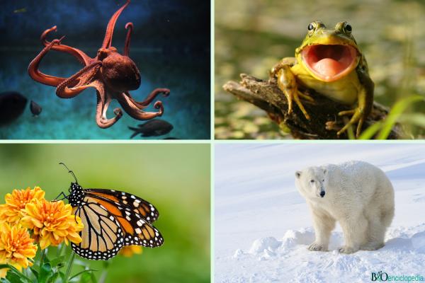 Kingdom Animalia : caractéristiques, classification et exemples - Exemples du règne animal