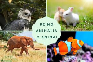 Royaume Animalia: caractéristiques, classification et exemples