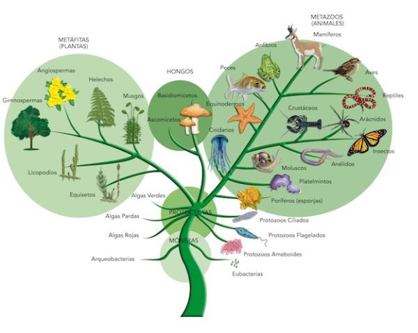 Classification des êtres vivants - Exemple de classification des êtres vivants : le loup