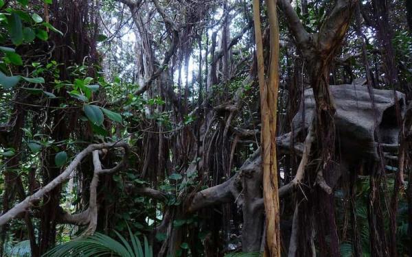 Jungle - Flore de la jungle