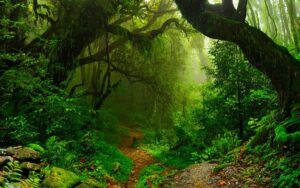 Jungle
