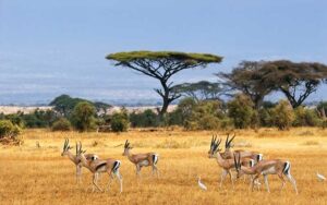 Savane : caractéristiques, flore et faune