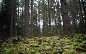 Forêt