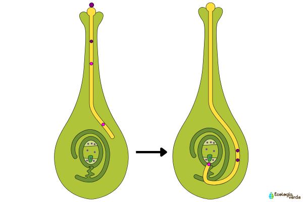 Chemotropisme : qu'est-ce que c'est, types, exemples et importance - Quelle est l'importance du chimiotropisme ?