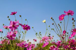 Chemotropisme: qu’est-ce que c’est, types, exemples et importance