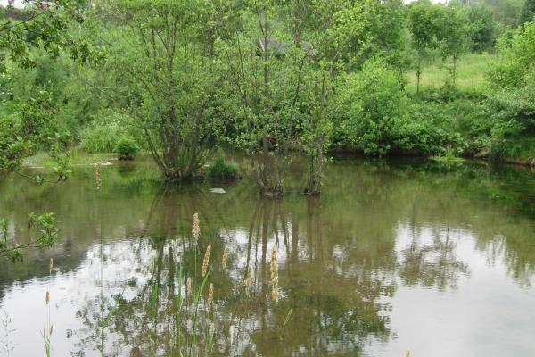 L'hydrotropisme : qu'est-ce que c'est, types et comment il se produit - Comment se produit l'hydrotropisme ?