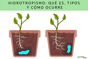 Hydrotropisme: qu’est-ce que c’est, types et comment il se produit