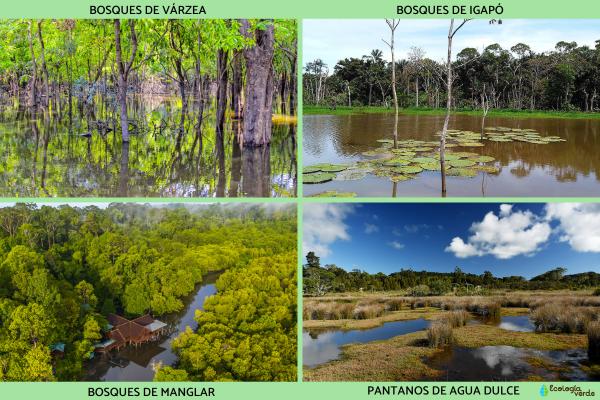Forêts de plaine inondable : qu'est-ce qu'elles sont, caractéristiques, types et exemples - Types de forêts de plaine inondable