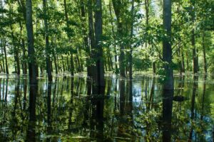 Forêts de plaine inondable : qu’est-ce qu’elles sont, caractéristiques, types et exemples