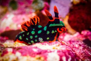 Nudibranchs: what they are, characteristics, examples and reproduction