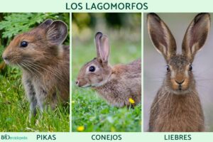 Lagomorphs: what they are, characteristics, types and examples