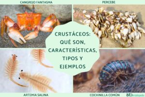 Crustaceans: what they are, characteristics, types and examples