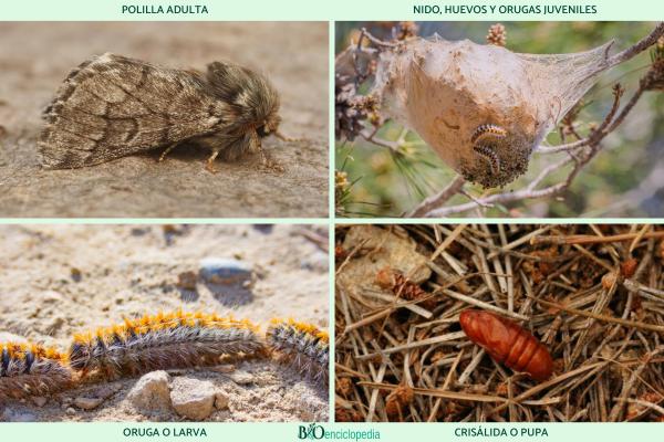 Pine processionary: cycle, season, where it is found and treatment - Life cycle of the pine processionary caterpillar
