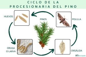 Pine processionary: cycle, season, where it is found and treatment
