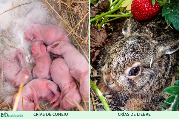 Difference between rabbit and hare - Babies