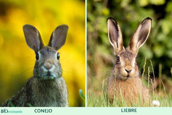 Difference between rabbit and hare - Ears