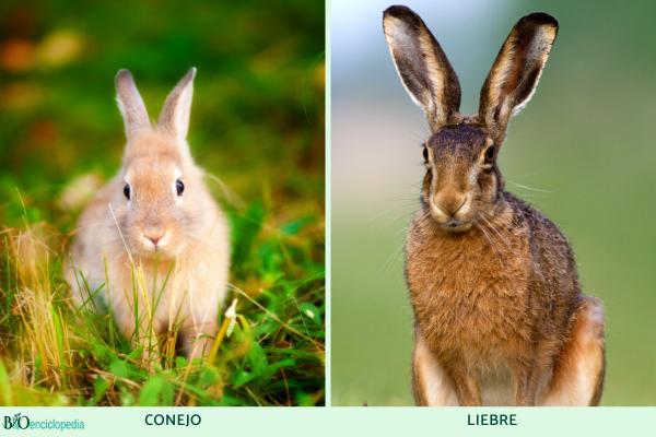 Difference between rabbit and hare - Size
