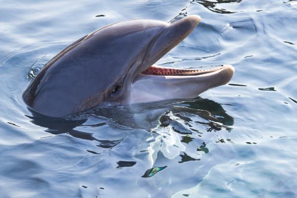 Endothermic animals: what they are and examples - Bottlenose dolphin (Tursiops truncatus)