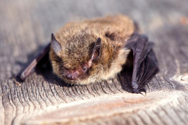 Endothermic animals: what they are and examples - Bat (Pipistrellus pipistrellus)