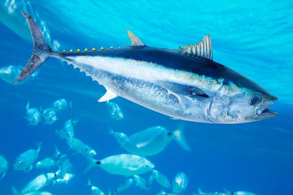 Endothermic animals: what they are and examples - Bluefin tuna (Thunnus thynnus)