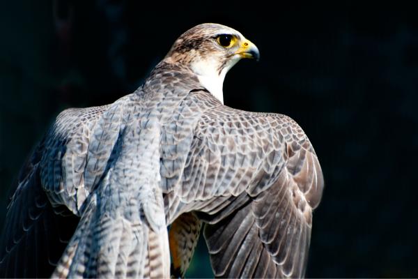 Endothermic animals: what they are and examples - Peregrine falcon (Falco peregrinus)