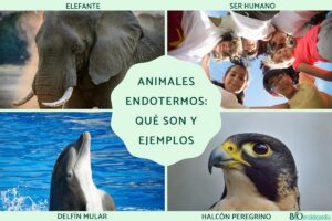 Endothermic animals: what they are and examples