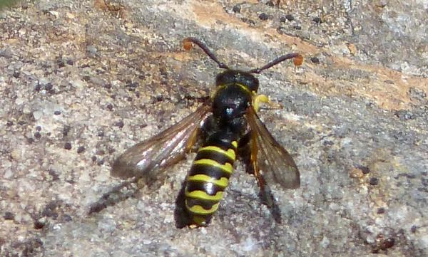 Types of wasps - Masarinae