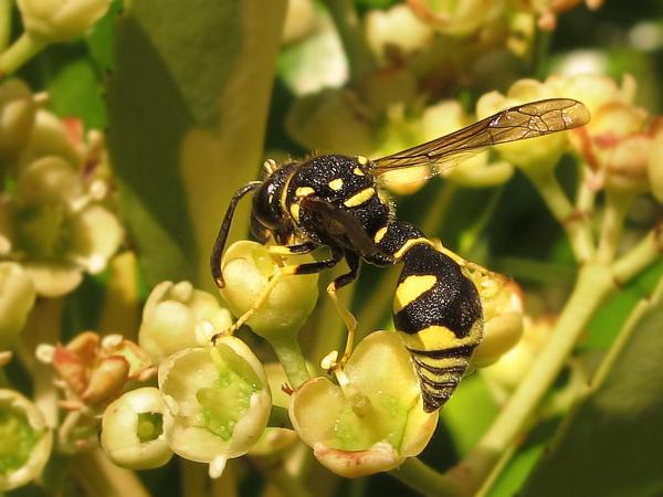 Types of wasps - Eumeninae
