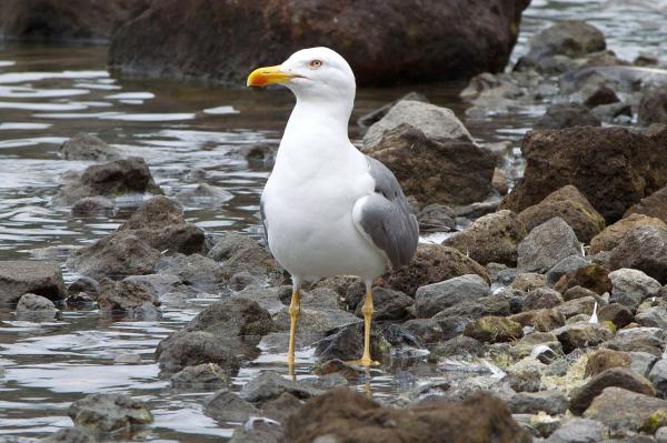 Types of gulls - Yellow-legged gull (Larus michahellis)