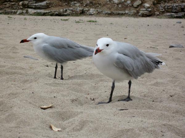 Types of gulls - Audouin's Gull (Larus audouinii)