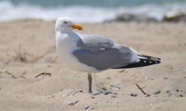 Types of gulls - European herring gull (Larus argentatus)