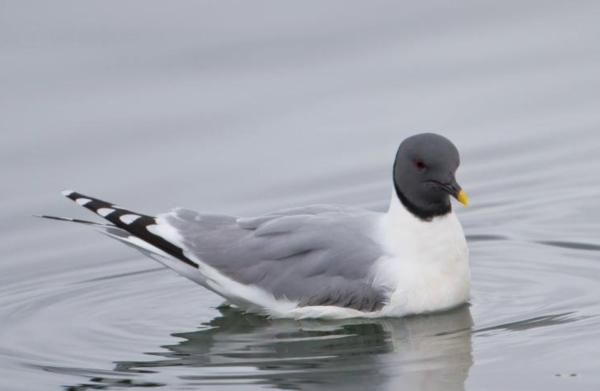 Types of gulls - Sabine's Gull (Xema sabini)