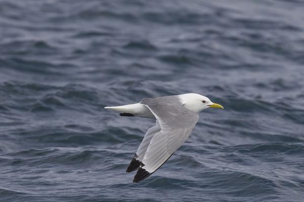 Types of gulls - Kittiwake (Rissa tridactyla)