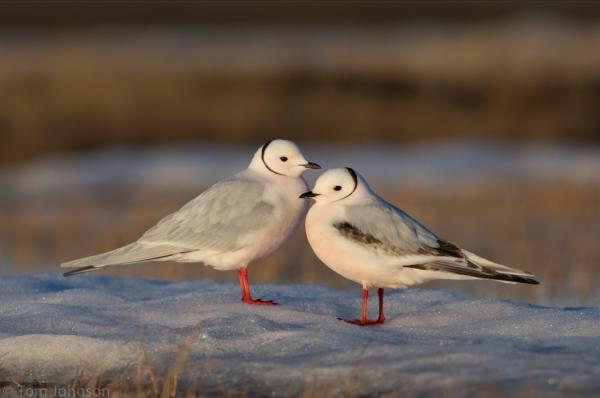 Types of seagulls - Pink seagull (Rhodostethia rosea)