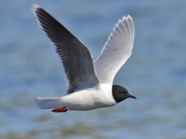 Types of gulls - Dwarf gull (Hydrocoloeus minutus)
