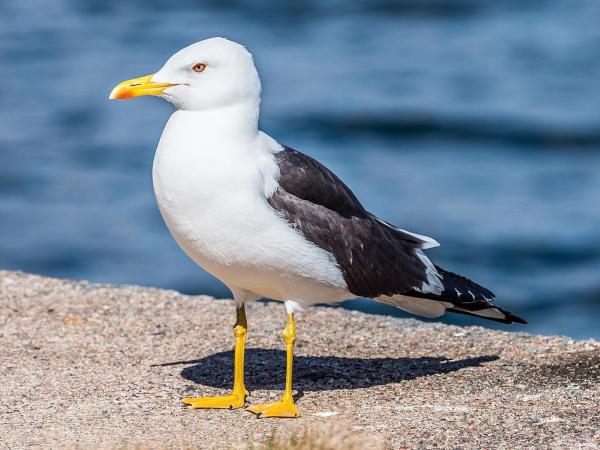 Types of gulls - Lesser Gull (Larus fuscus)