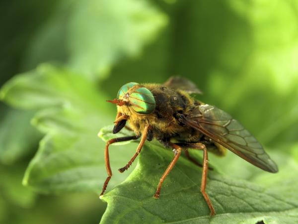 Types of flies - Horseflies (family Tabanidae)