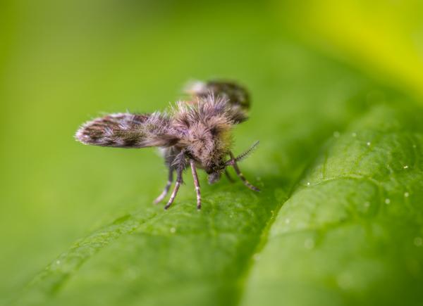 Types of flies - Drain flies (family Psychodidae)