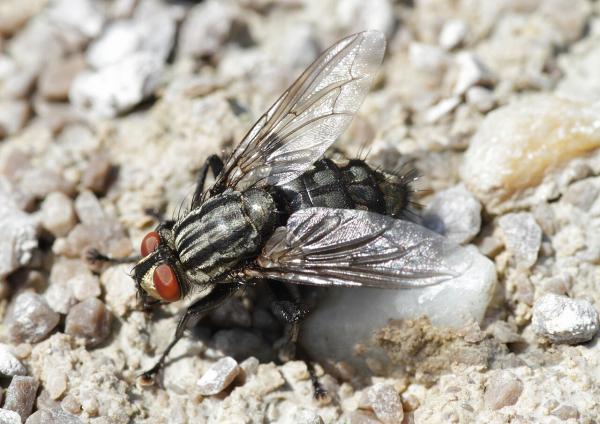 Types of flies - Flesh fly (Sarcophaga carnaria)
