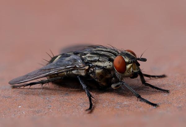 Types of flies - House fly (Musca domestica)