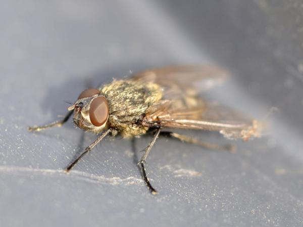Types of flies - Attic fly (Pollenia rudis)