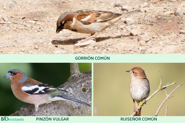 Passerines: what they are, characteristics and examples - Examples of passerine birds