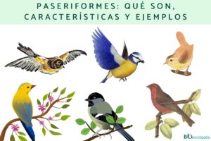Passerines: what they are, characteristics and examples