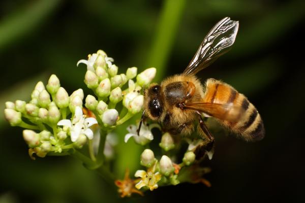 Types of bees - Bees of the Apidae family