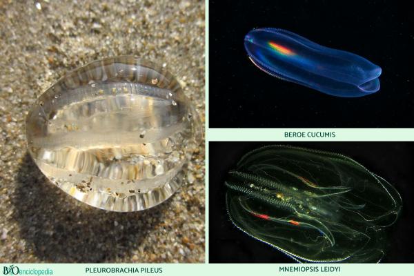 Ctenophores: characteristics and examples - Examples of ctenophores