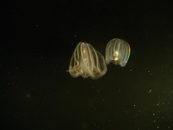 Ctenophores: characteristics and examples - Reproduction of ctenophores